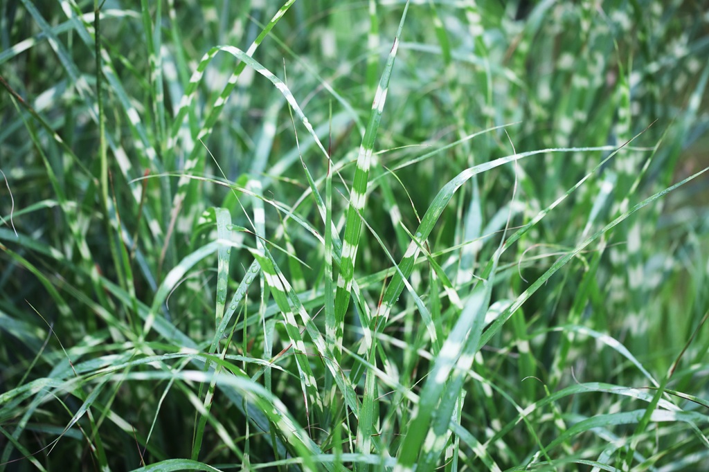 Zwerg - Zebragras, Miscanthus sinensis Little Zebra