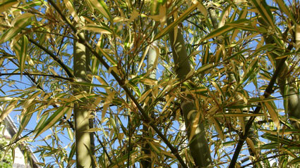 phyllostachys-pubescens-edulis-summer-snow-blaetter3