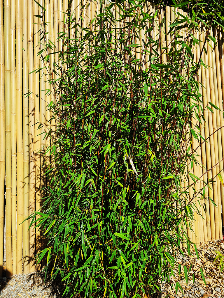 watcher1 Fargesia Watcher of the Skies