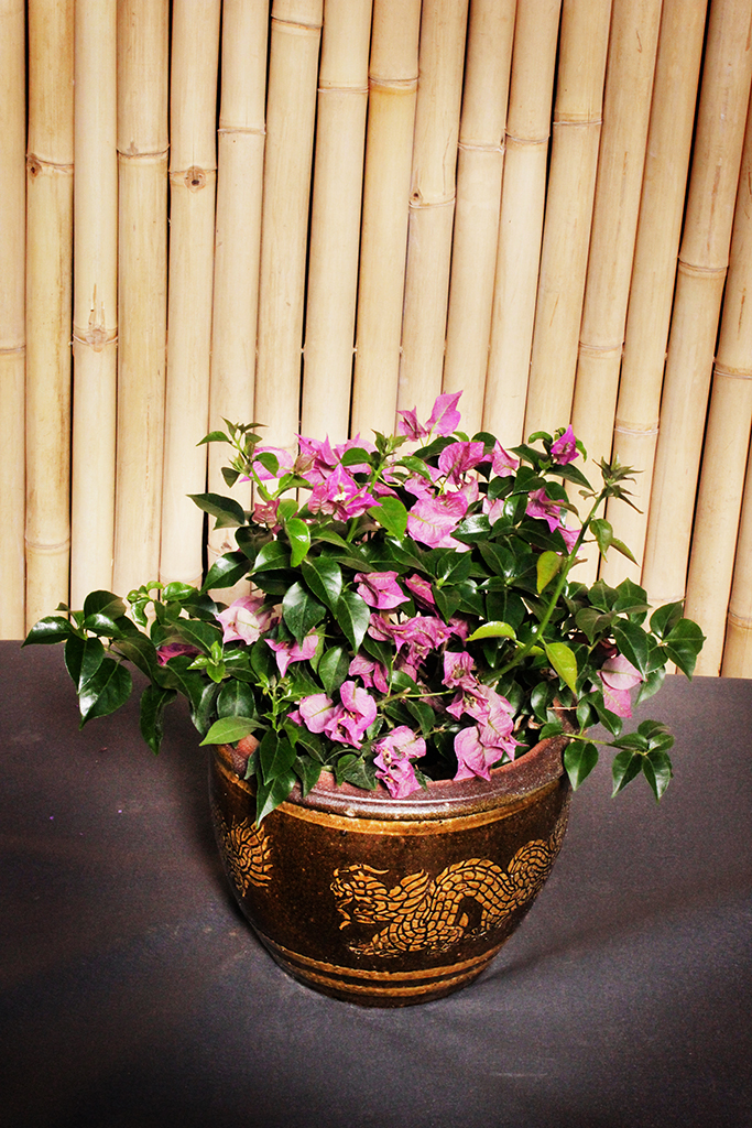 Drillingsblume - Bougainvillea glabra Sanderiana