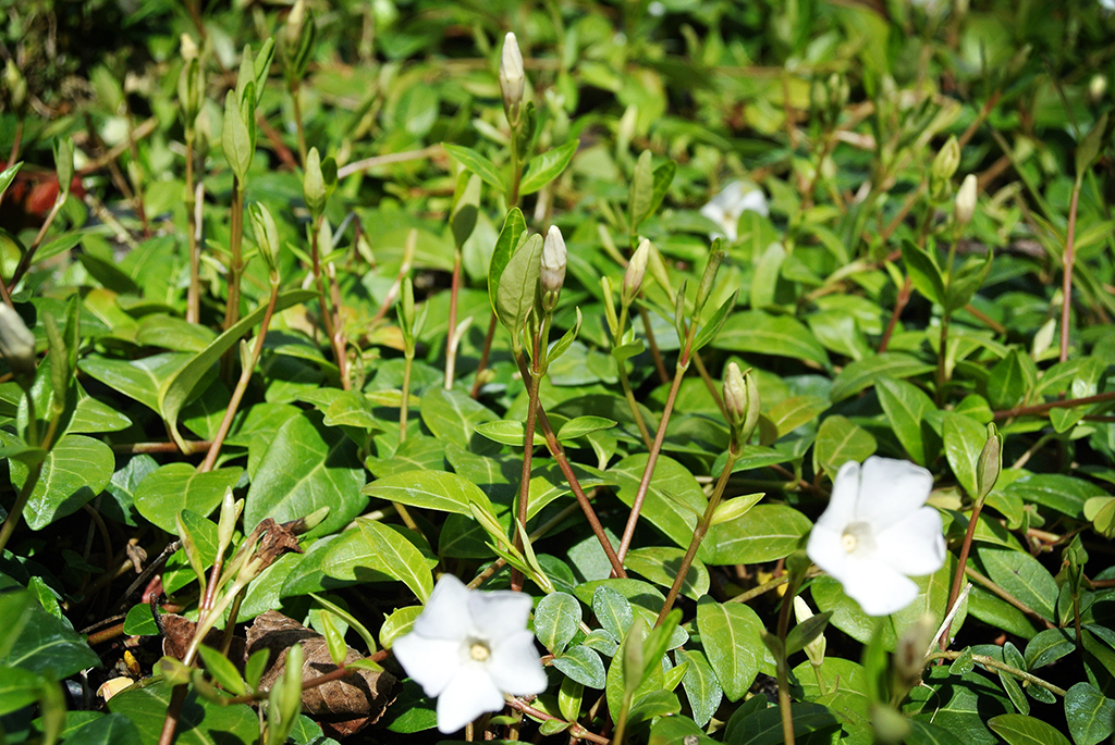 Vinca-minor-alba2 Kleines Immergrün, Vinca minor