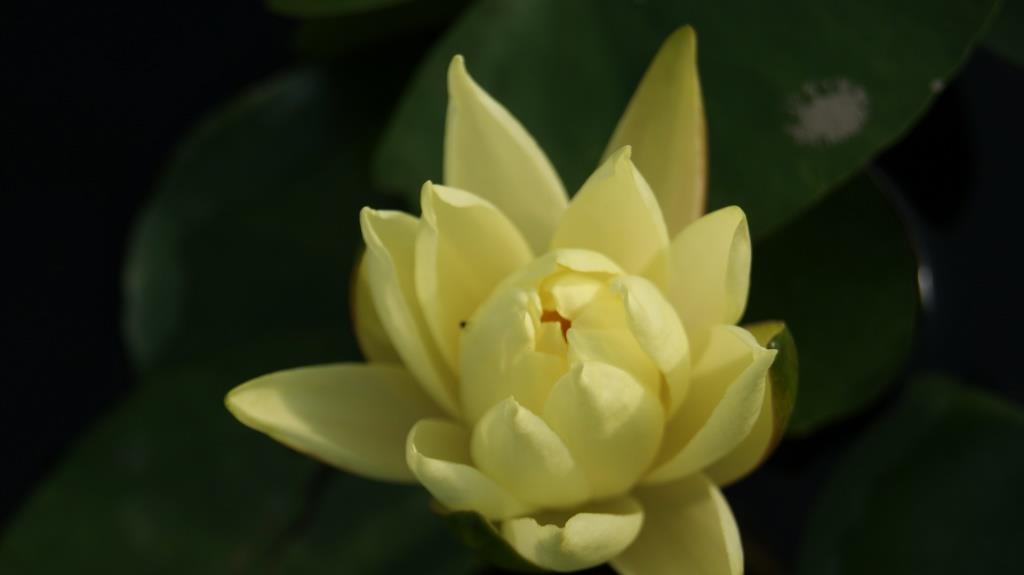 gelbe-seerose Nymphaea x cult.Joey Tomocick, gelbe Seerose