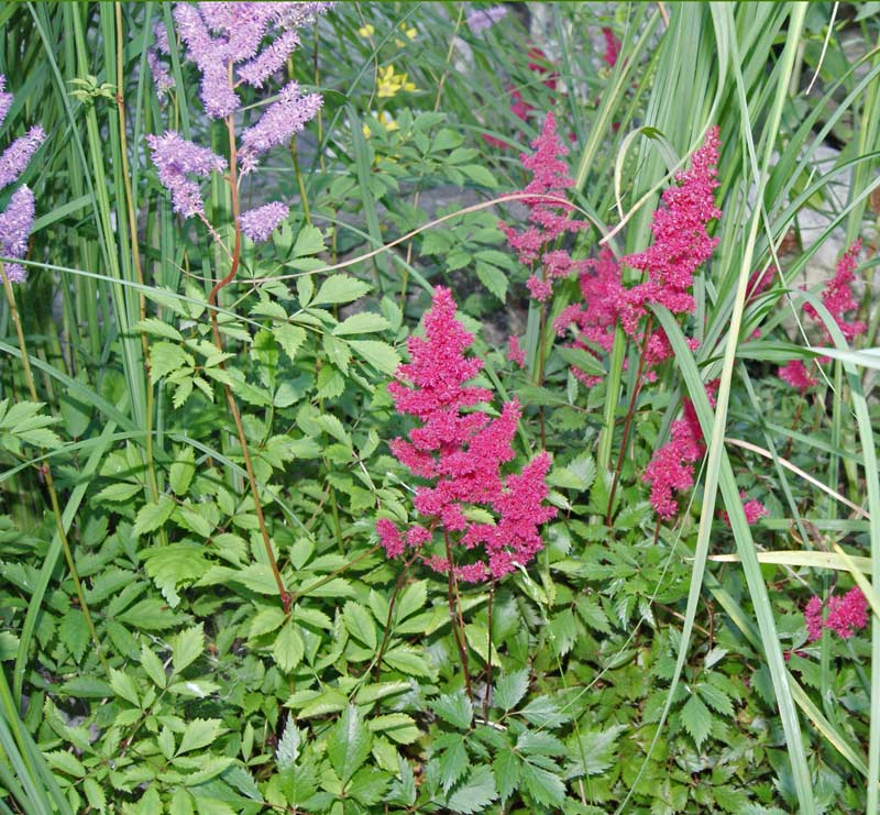 Astilbe in Sorten, Chinesische Prachtspiere