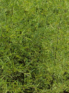 phyll_humilis Bronze Bambus, Phyllostachys humilis