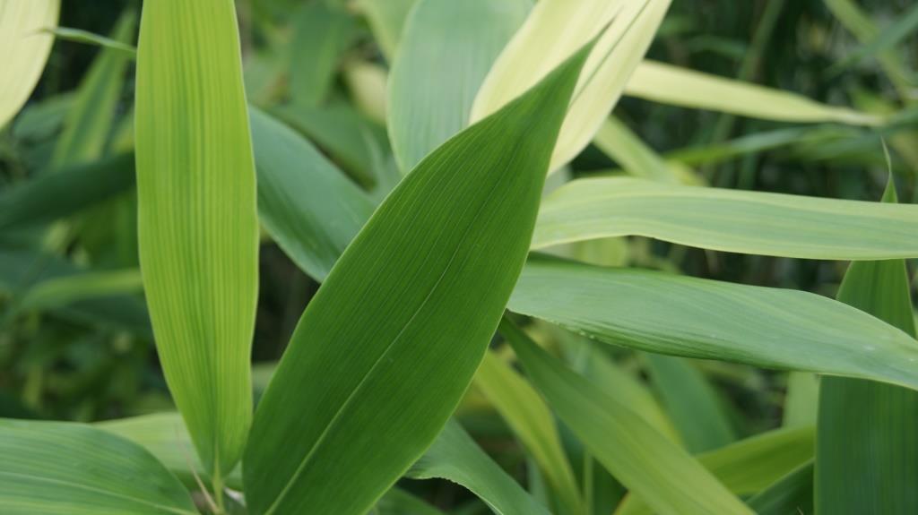 hibanobambusa-tranquilansa-2 Großblättriger Bambus Hibanobambusa tranquillans