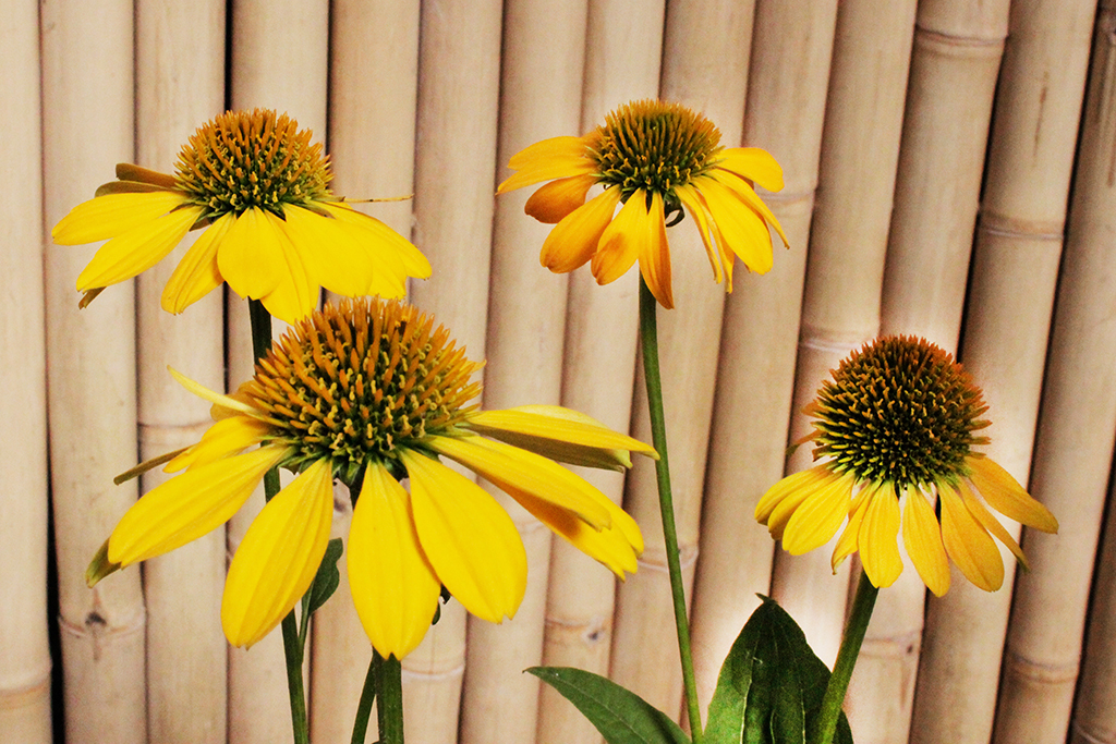 Echinacea-Purpurea14 Sonnenhut, Echinacea purpurea in Sorten