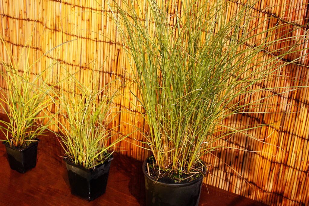Graziles Chinaschilf, Miscanthus sinensis Kleine Fontäne
