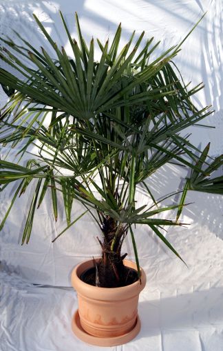trachycerpos_fortunei_12-15l Winterharte Hanfpalme, Trachycarpus fortunei