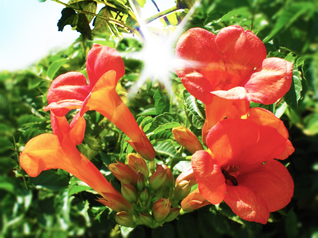 14149266 Trompetenblume - Campsis radicans
