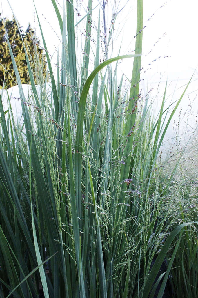 panicum-nordwind1 Riesen Rutenhirse, Panicum virgatum Nordwind