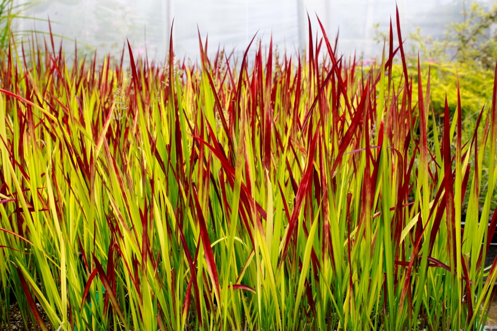 _MG_9836-1024x683 Japanisches Blutgras, Imperata cylindrica Red Baron