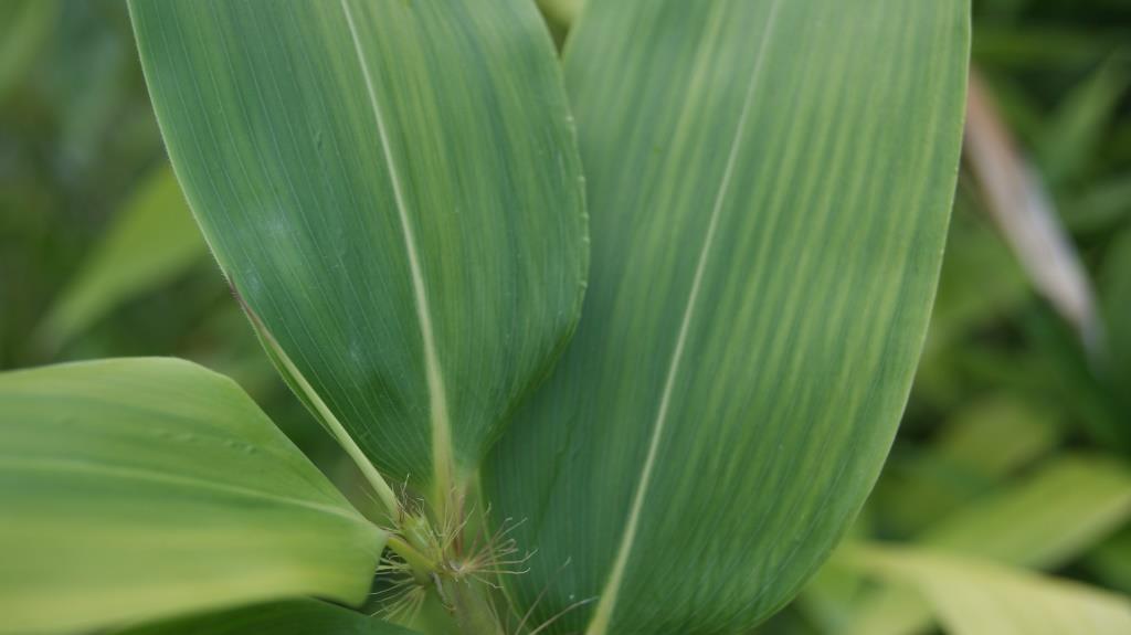 hibanobambusa-tranquilansa-3 Großblättriger Bambus Hibanobambusa tranquillans