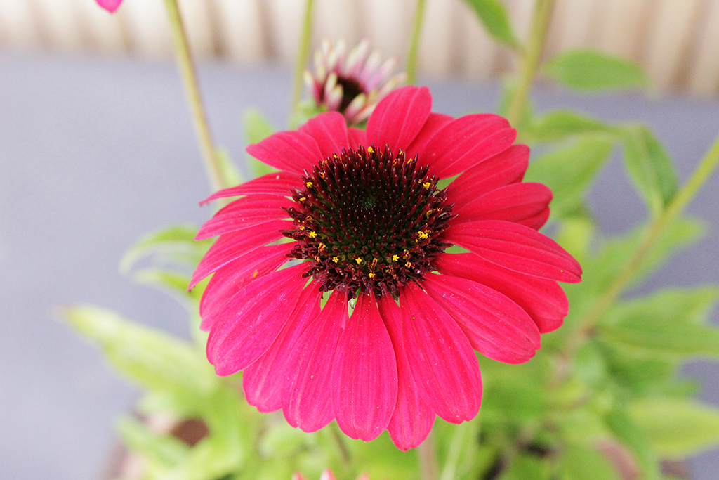 Echinacea-Purpurea5 Sonnenhut, Echinacea purpurea in Sorten