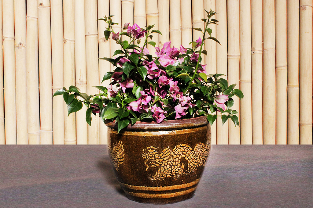 Drillingsblume - Bougainvillea glabra Sanderiana
