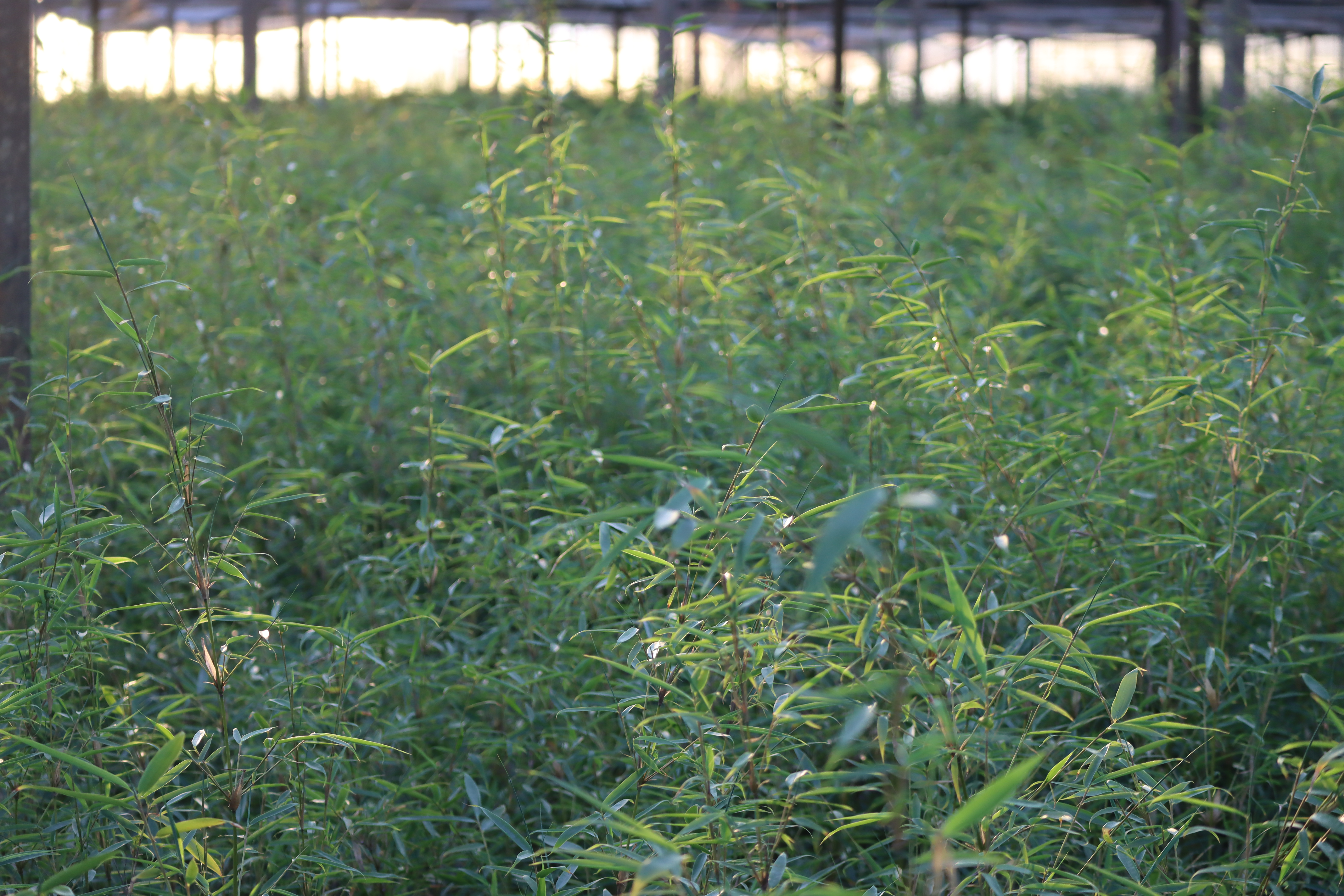 Robusta-CampbellxTPhTSnv4nQiJ Fargesia Robusta Campbell - Zebrabambus
