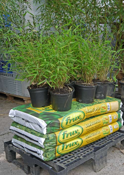 bambuswald-versandbilder-7