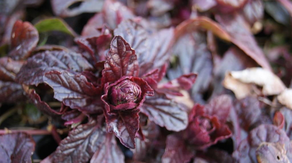 ajuga-reptans-krichender-g-nsel Kriechender Günsel, Ajuga reptans atropurpurea