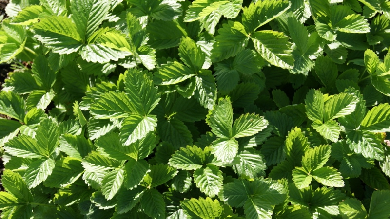 fragaria-vesca_1 Walderdbeere, Erdbeere, Fragaria vesca