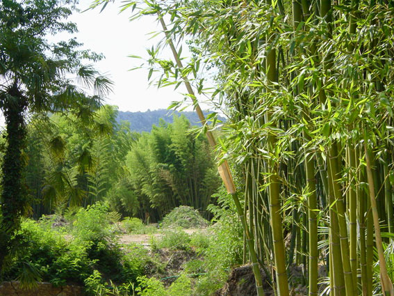 Schöner Bambus, Phyllostachys mannii `decora`