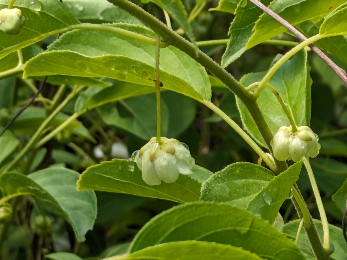 Kiwibeere2 Selbstbefruchtende Kiwibeere, Actinidia arguta ``Issai``