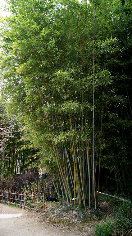 phyllostachys-nigra-henonis-bambuswald-7 Goldhaar Bambus, Phyllostachys nigra Henonis