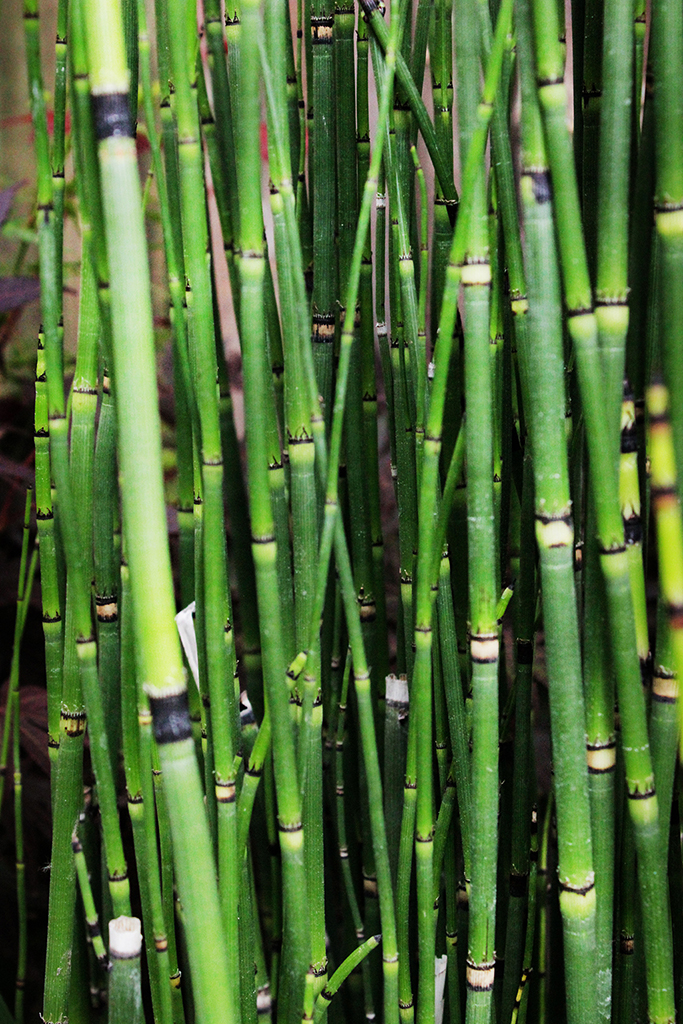 Schachtelhalm2lUTQU2JsRVix9 Riesenschachtelhalm, Equisetum hyemale var. robustum