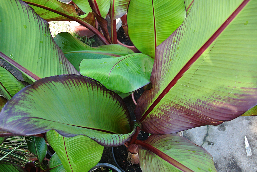 Musa-Ventricosa Rote Zierbanane - Ensete ventricosum Maurelli