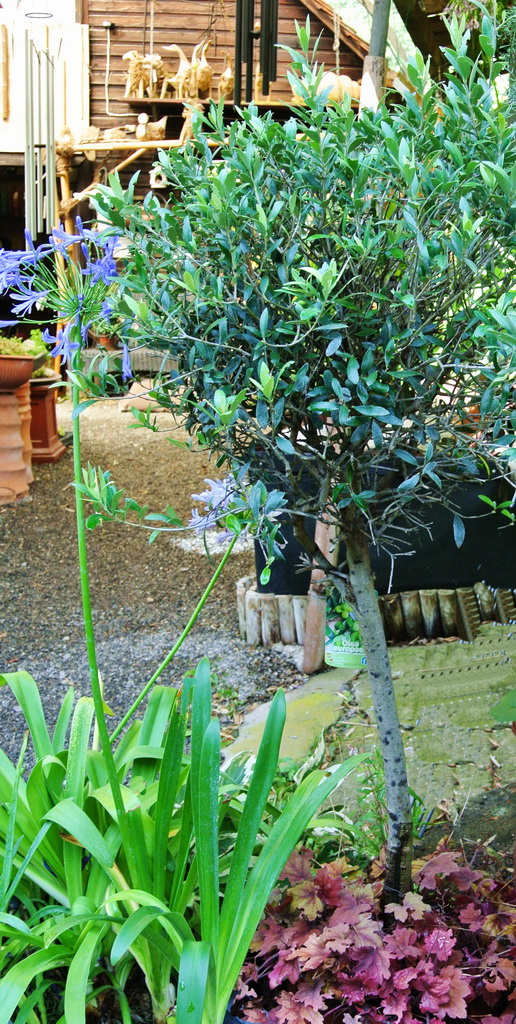 Olivenbaum-100-120-95EUR Olivenbaum Strauch, Olea europea