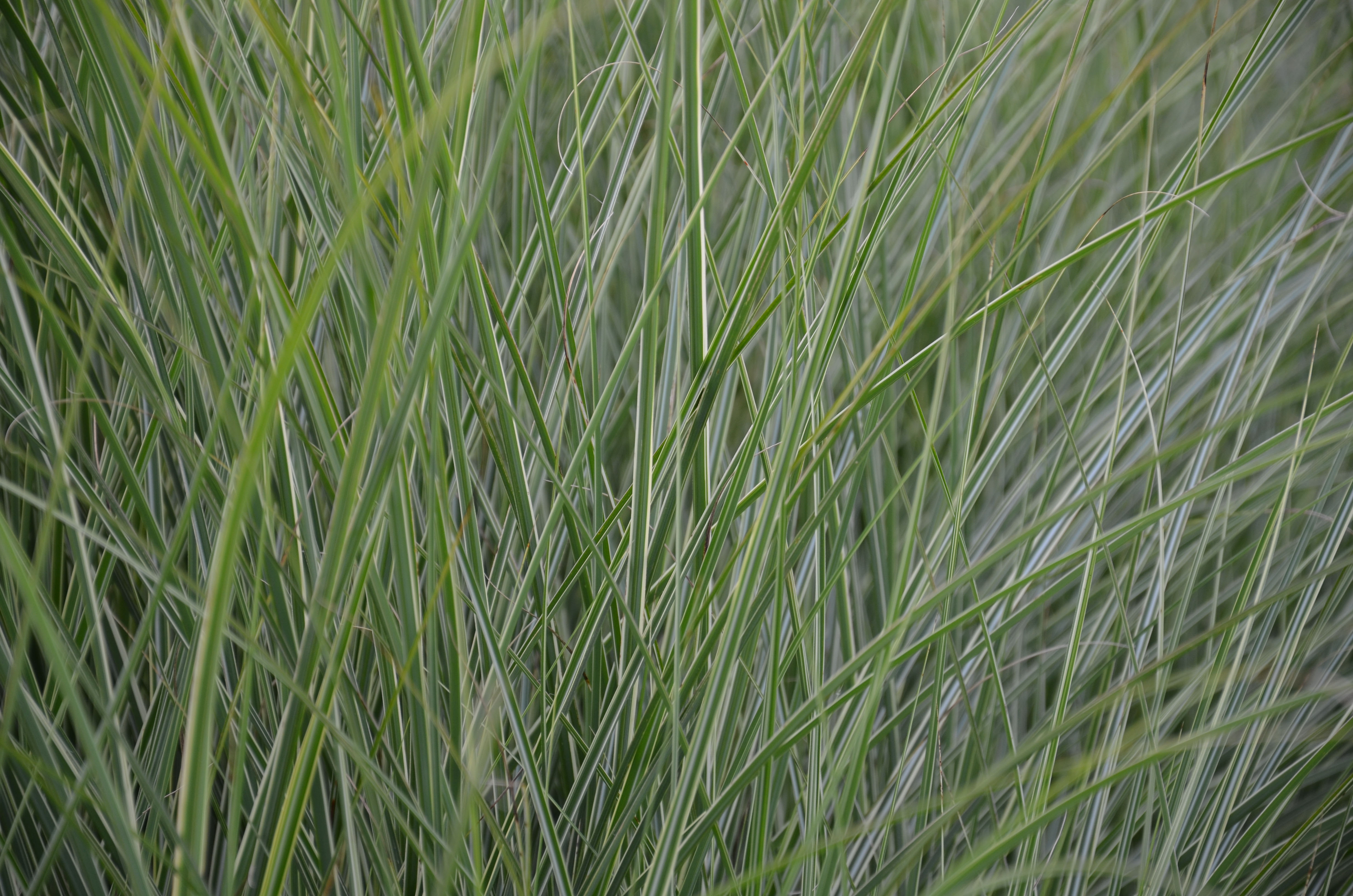 missmorninglight5 Chinaschilf, Miscanthus sinensis Morning Light