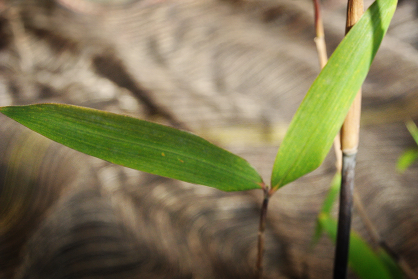 Fargesia-Demissa-gerry1 Schirmbambus Gerry, Fargesia demissa Gerry