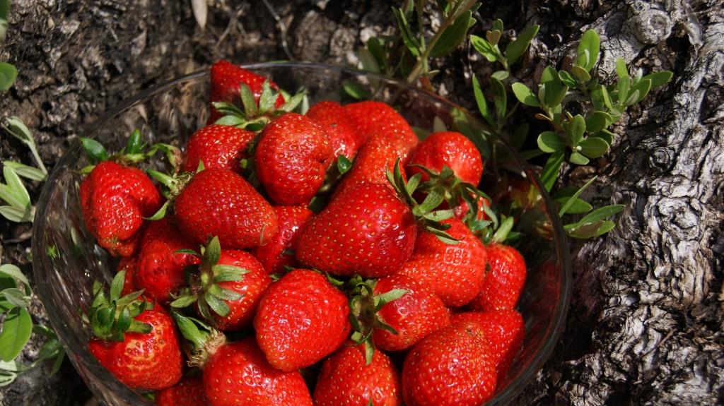dsc02743 Erdbeere , Fragaria x ananassa Symphony