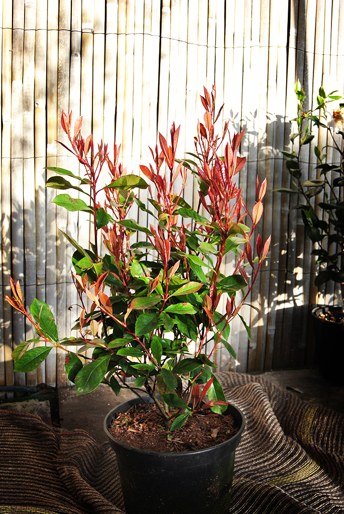 Photinia7xcsFsEORhA7J Glanzmispel - Photinia x fraseri Red Robin