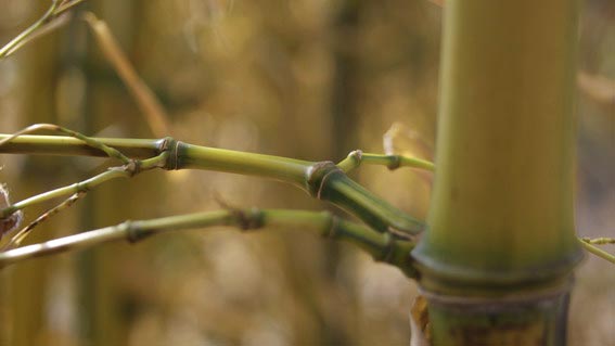 phyllostachyshalm-mit-gruenem-leben