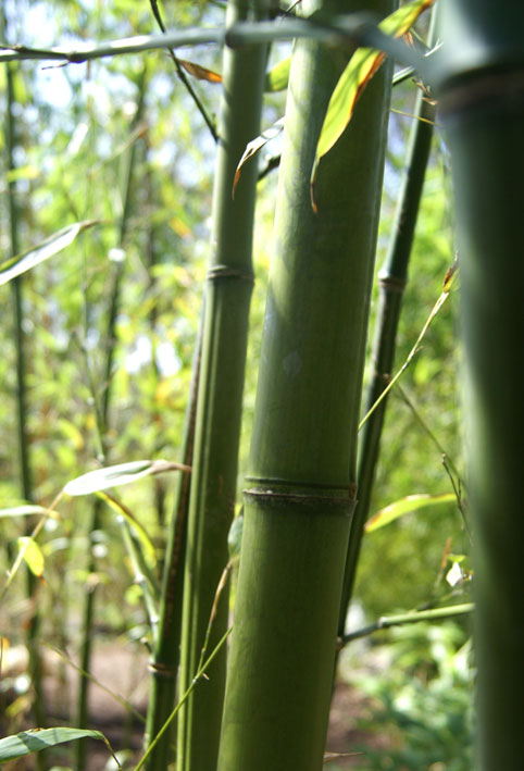 phyllostachys-nigra-henonis-bambuswald-1