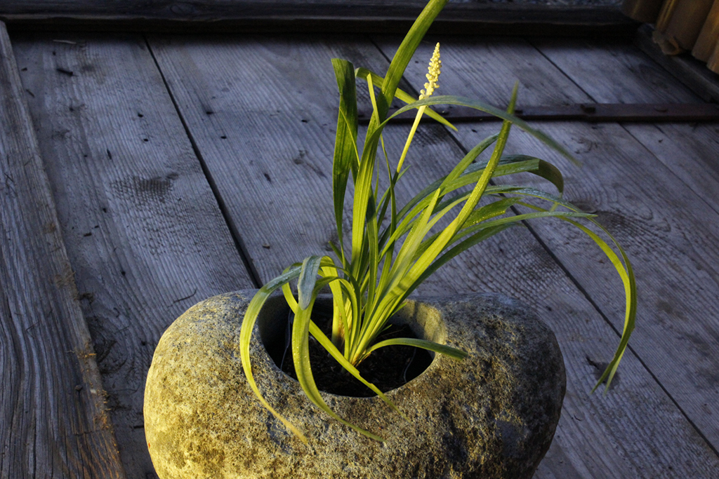 _MG_0108 Glöckchentraube - Liriope muscari Monroe White