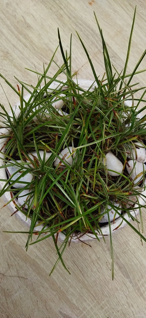 Ophiopogon-japonicus-3 Gestreiftes Schlangenbart, Ophiopogon japonicus ‘Variegata’ – Silver Mist