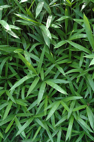 pleioblastus_pygmaeus_150e59d47e39f150f2bac4988ff