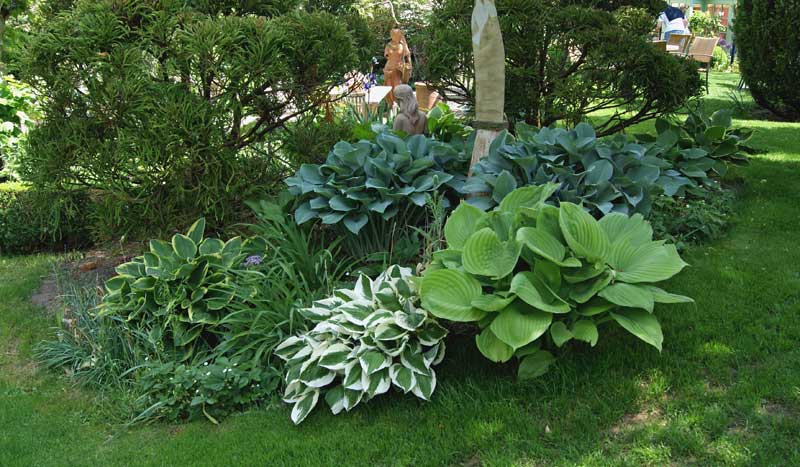 hosta-in-sorten-bambuswald2 Weißrand-Funkie, Hosta Hybride Francee