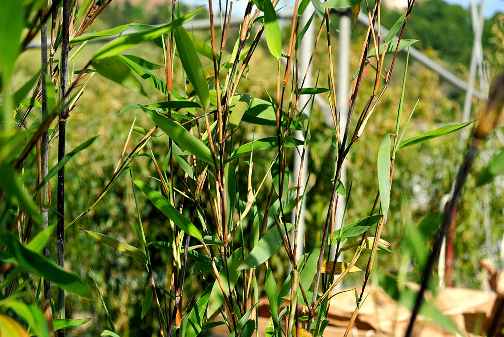 demissa Schirmbambus Gerry, Fargesia demissa Gerry