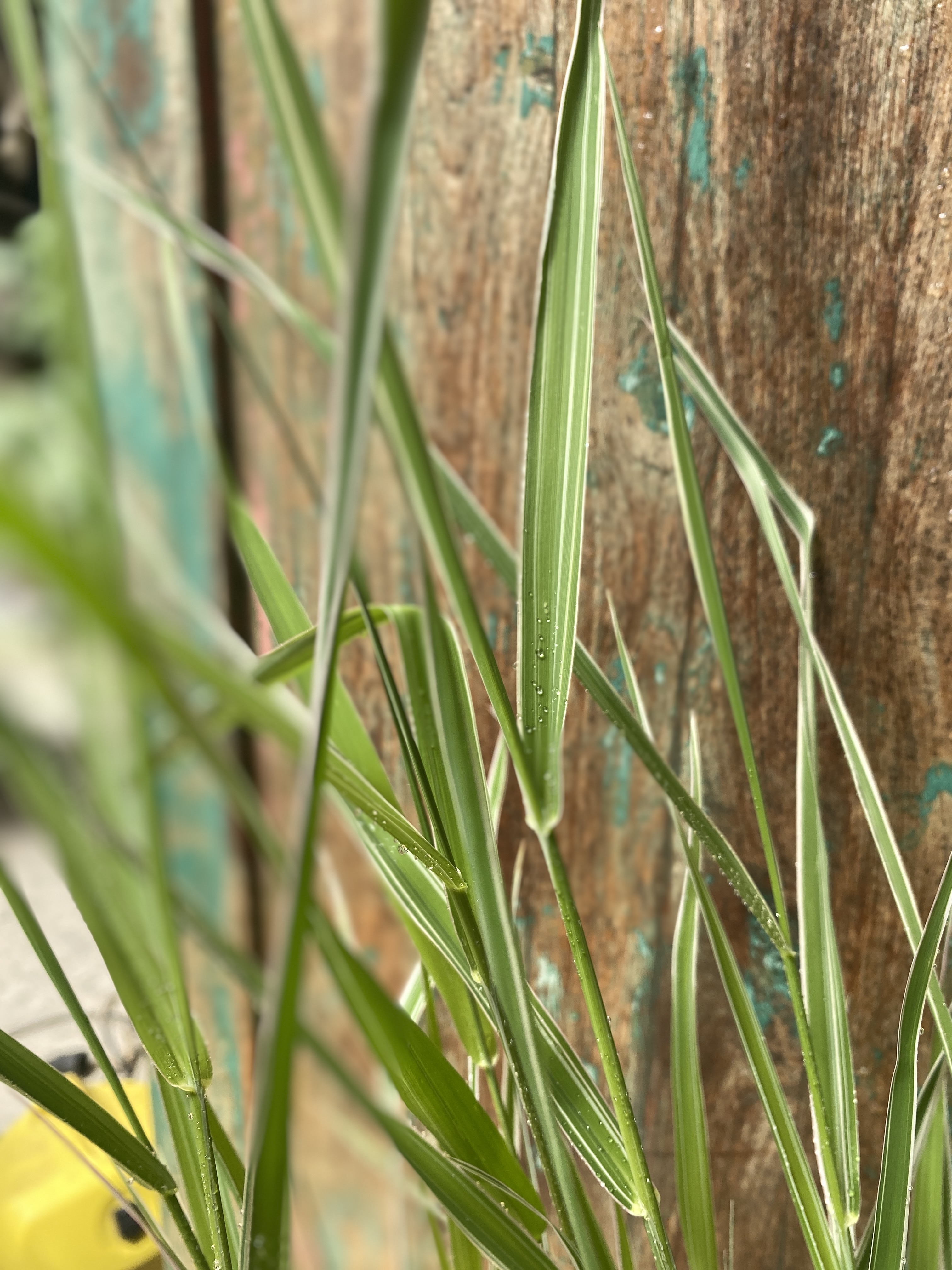 Buntblättriges Gartensüßgras, Glyceria maxima Varigata