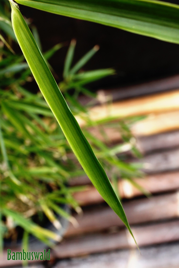 Robusta-Cambell-Detail-683x1024 Fargesia Robusta Campbell - Zebrabambus