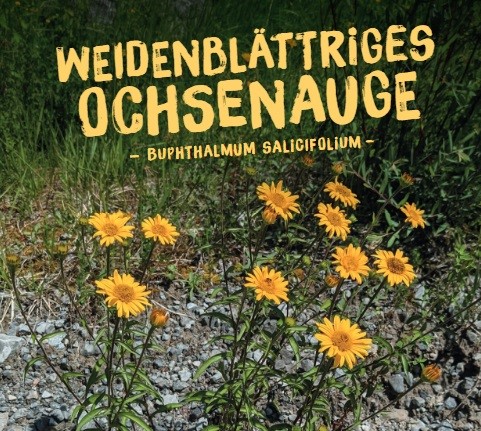 Buphthalmum-salicifoliumatR0Ue8GKiV9r Wildpflanzen Paket Balkonkasten