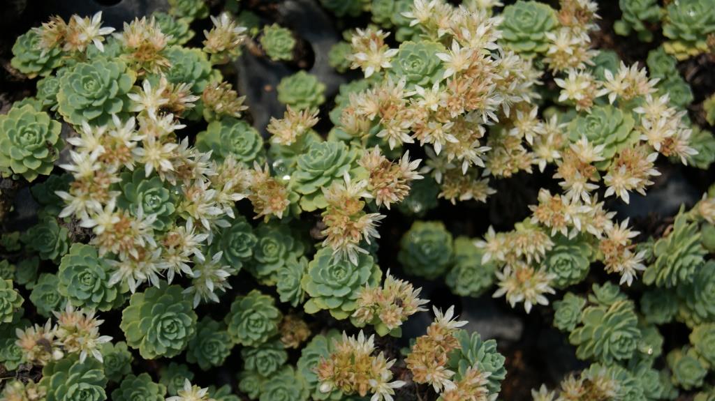 sedum-pachyclados2 Afghanischer Rosenwurz - Rhodiola primuloides var. pachyclados