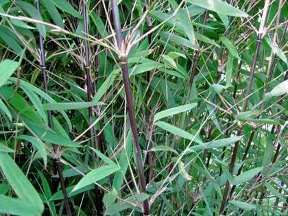 Bambus-Fargesia-Black-pearle-2-Bambuswald Schwarzer Schirmbambus, Fargesia nitida Black Pearl