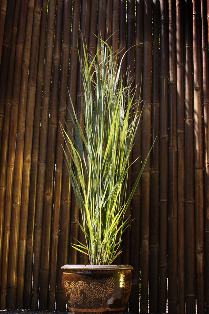 panicum-nordwindKvbeTeXXBc0SR Riesen Rutenhirse, Panicum virgatum Nordwind