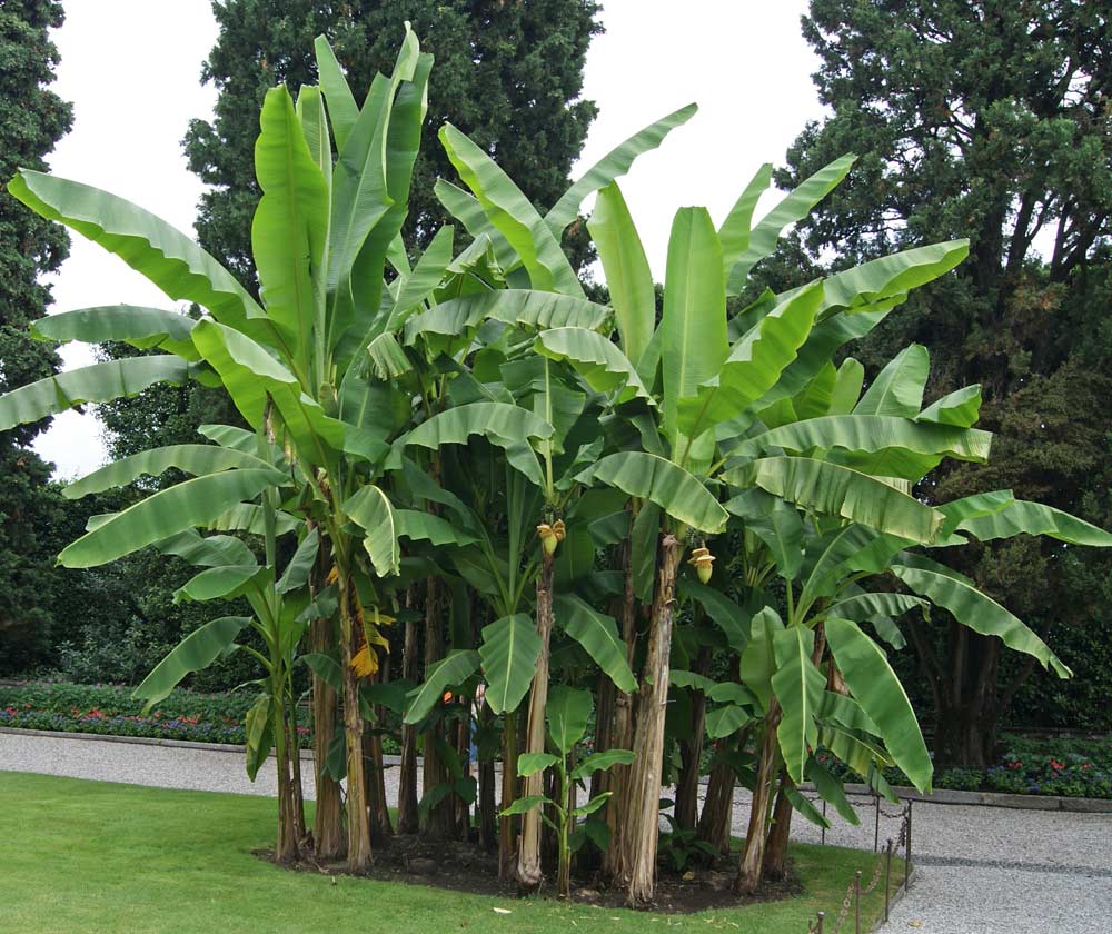 musa-basjoo-Staude Japanische Faserbanane Musa Basjoo