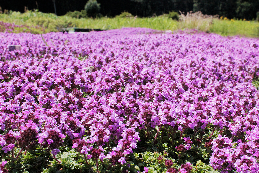 Rosenthymian, Thymus vulgaris  `Caborn Wine & Roses`