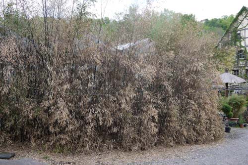 hecke-phyllostachys-nigra-winterschaden-bambuswald0450fbed2fd9755