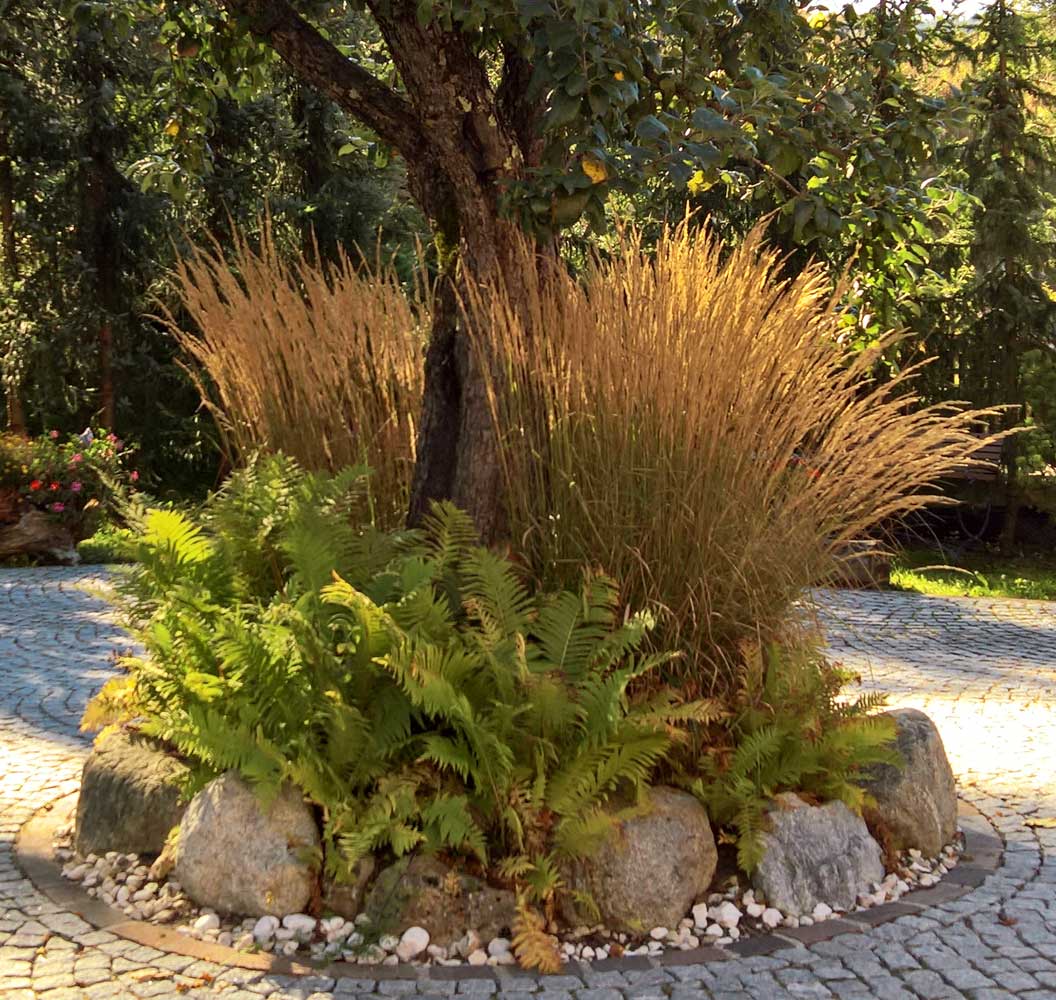 Calamagrostis-Reitgras-bambuswald7 Reitgras, Calamagrostis x acutiflora Karl Förster