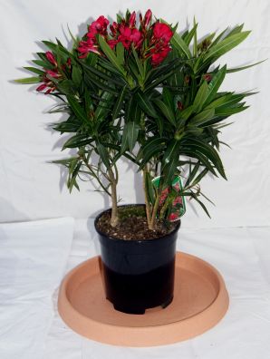 oleander_rot Oleander, Nerium oleander